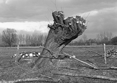 Nierslandschaften 1984: Pappelreihen und Kopfweiden prägen das Landschaftsbild an der Niers.