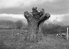 Nierslandschaften 1984: Pappelreihen und Kopfweiden prägen das Landschaftsbild an der Niers.