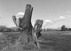 Nierslandschaften 1984: Pappelreihen und Kopfweiden prägen das Landschaftsbild an der Niers.