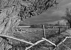 Nierslandschaften 1984: Pappelreihen und Kopfweiden prägen das Landschaftsbild an der Niers.