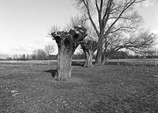 Nierslandschaften 1984: Pappelreihen und Kopfweiden prägen das Landschaftsbild an der Niers.