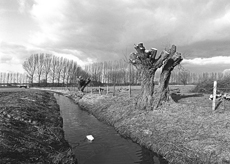 Nierslandschaften 1984: Pappelreihen und Kopfweiden prägen das Landschaftsbild an der Niers.