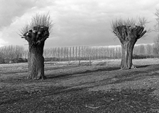 Nierslandschaften 1984: Pappelreihen und Kopfweiden prägen das Landschaftsbild an der Niers.