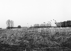 Nierslandschaften 1984: Pappelreihen und Kopfweiden prägen das Landschaftsbild an der Niers.