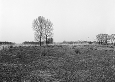 Nierslandschaften 1984: Pappelreihen und Kopfweiden prägen das Landschaftsbild an der Niers.