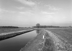 Nierslandschaften 1984: Pappelreihen und Kopfweiden prägen das Landschaftsbild an der Niers.