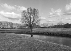 Nierslandschaften 1984: Pappelreihen und Kopfweiden prägen das Landschaftsbild an der Niers.