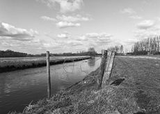 Nierslandschaften 1984: Pappelreihen und Kopfweiden prägen das Landschaftsbild an der Niers.