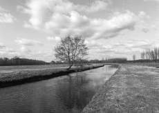 Nierslandschaften 1984: Pappelreihen und Kopfweiden prägen das Landschaftsbild an der Niers.