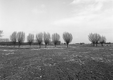 Nierslandschaften 1984: Pappelreihen und Kopfweiden prägen das Landschaftsbild an der Niers.