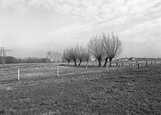 Nierslandschaften 1984: Pappelreihen und Kopfweiden prägen das Landschaftsbild an der Niers.