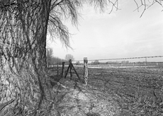 Nierslandschaften 1984: Pappelreihen und Kopfweiden prägen das Landschaftsbild an der Niers.