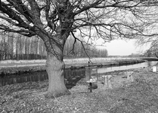 Nierslandschaften 1984: Pappelreihen und Kopfweiden prägen das Landschaftsbild an der Niers.