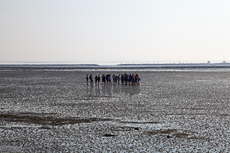 Norderney: DIE Thalassoinsel. Wattwandern sollte man niemals ohne fachkundigen Wattführer unternehmen.