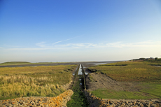 Norderney: DIE Thalassoinsel. Salzwiesen am Wattenmeer.