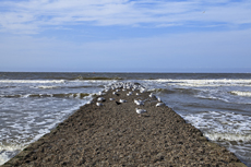 Norderney: DIE Thalassoinsel. Küstenschutz am Nordstrand.