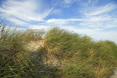 Norderney: DIE Thalassoinsel. Dünenlandschaft am Nordstrand.