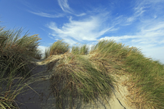 Norderney: DIE Thalassoinsel. Dünenlandschaft am Nordstrand.<br />