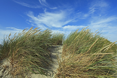 Norderney: DIE Thalassoinsel. Dünenlandschaft am Nordstrand.