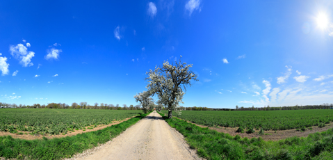 Der Niederrhein:Frühling – Panoramablick 180 Grad. Blühende Birnenbaumallee bei Schloss Wissen. Panoramagröße: 121x58 cm / 300dpi