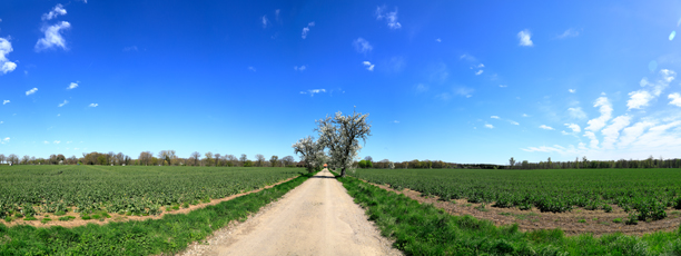 Der Niederrhein:Frühling – Panoramablick 180 Grad. Blühende Birnenbaumallee bei Schloss Wissen. Panoramagröße: 150x56 cm / 300dpi