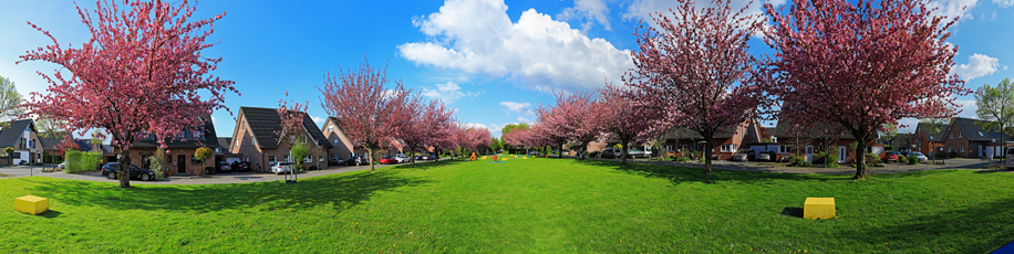 Der Niederrhein:Frühling – Panoramablick 180 Grad. Kempen - Japanische Kirschblüte. Panoramagröße: 215x54 cm / 300dpi