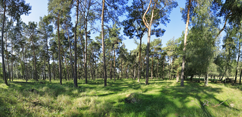 Der Niederrhein:Frühling – Panoramablick 180 Grad. Munitionsdepot Brüggen-Bracht. Panoramagröße: 101x49 cm / 300dpi