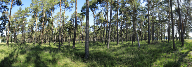 Der Niederrhein: Sommer – Panoramablick 180 Grad. Munitionsdepot Brüggen-Bracht. Panoramagröße: 134x47 cm / 300dpi