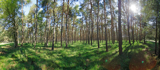 Der Niederrhein:Frühling – Panoramablick 180 Grad. Munitionsdepot Brüggen-Bracht. Panoramagröße: 115x51 cm / 300dpi