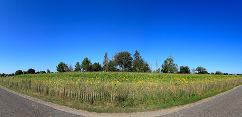 Der Niederrhein:Sommer – Panoramablick 180 Grad. Die kleine Welt der Wildblumen. Panoramagröße: 99x44 cm / 300dpi