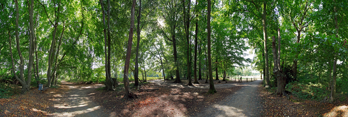 Der Niederrhein: Sommer – Panoramablick 180 Grad. Buchenwald am De Witt See. Panoramagröße: 127x43 cm / 300dpi