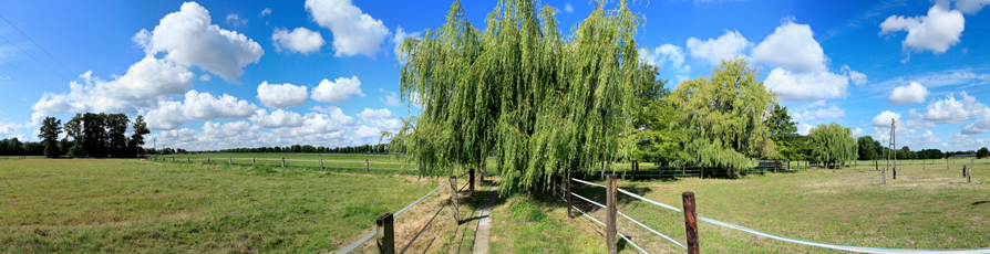 Der Niederrhein:Frühling – Panoramablick 180 Grad. Trauerweide. Panoramagröße: 176x45 cm / 300dpi