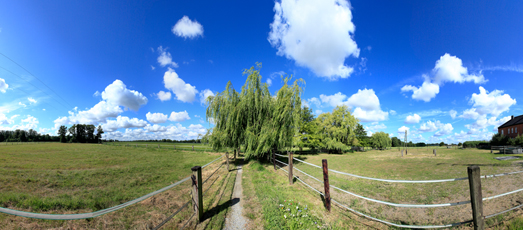 Der Niederrhein:Sommer – Panoramablick 180 Grad. Trauerweide. Panoramagröße: 102x45 cm / 300dpi