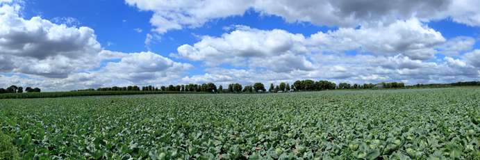 Der Niederrhein: Sommer – Panoramablick 180 Grad. Typische niederrheinische Agrarlandschaft. Panoramagröße: 129x43 cm / 300dpi