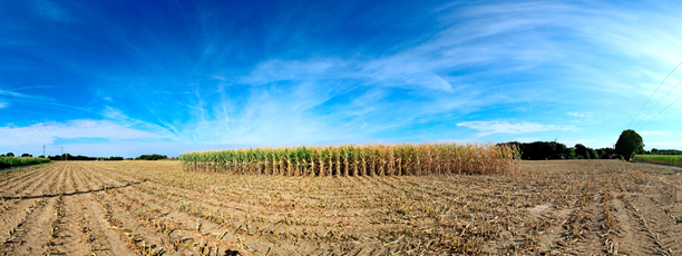 Der Niederrhein:Sommer – Panoramablick 180 Grad. Typische niederrheinische Agrarlandschaft. Panoramagröße: 94x35 cm / 300dpi