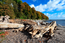 Kreidefelsen Rügen - der Hochuferweg. Die kleine Reise beginnt in Sassnitz über die Strandwegvariante bis zum letztmöglichen Strandaufstieg am Kieler Ufer.