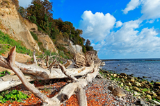 Kreidefelsen Rügen - der Hochuferweg. Die kleine Reise beginnt in Sassnitz über die Strandwegvariante bis zum letztmöglichen Strandaufstieg am Kieler Ufer.