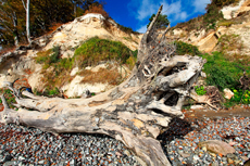 Kreidefelsen Rügen - der Hochuferweg. Die kleine Reise beginnt in Sassnitz über die Strandwegvariante bis zum letztmöglichen Strandaufstieg am Kieler Ufer.