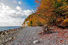 Kreidefelsen Rügen - der Hochuferweg. Die kleine Reise beginnt in Sassnitz über die Strandwegvariante bis zum letztmöglichen Strandaufstieg am Kieler Ufer.