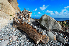 Kreidefelsen Rügen - der Hochuferweg. Die kleine Reise beginnt in Sassnitz über die Strandwegvariante bis zum letztmöglichen Strandaufstieg am Kieler Ufer.