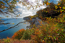 Kreidefelsen Rügen - der Hochuferweg. Hier geht es über den Hochuferweg weiter durch die Buchenwälder auf der kleinen Stubbenkammer mit der Victoria-Sicht bis zum Königsstuhl.