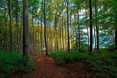 Kreidefelsen Rügen - der Hochuferweg. Hier geht es über den Hochuferweg weiter durch die Buchenwälder auf der kleinen Stubbenkammer mit der Victoria-Sicht bis zum Königsstuhl.