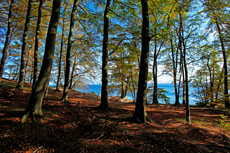 Kreidefelsen Rügen - der Hochuferweg. Hier geht es über den Hochuferweg weiter durch die Buchenwälder auf der kleinen Stubbenkammer mit der Victoria-Sicht bis zum Königsstuhl.