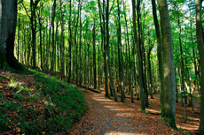 Kreidefelsen Rügen - der Hochuferweg. Hier geht es über den Hochuferweg weiter durch die Buchenwälder auf der kleinen Stubbenkammer mit der Victoria-Sicht bis zum Königsstuhl.