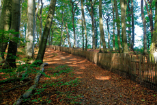 Kreidefelsen Rügen - der Hochuferweg. Hier geht es über den Hochuferweg weiter durch die Buchenwälder auf der kleinen Stubbenkammer mit der Victoria-Sicht bis zum Königsstuhl.