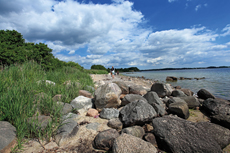 Scharbeutz - Sierksdorfer Stelküste. Die Sierksdorfer Steilküste ist absolut naturbelassen. Hier findet man große Findlinge und abgestürzte Bäume.