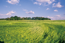 Der Niederrhein: Sommerzeit