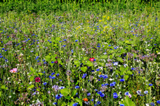 Der Niederrhein: Sommerzeit