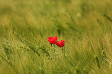 Der Niederrhein: Sommerzeit