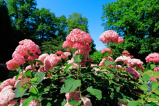 Der Niederrhein: Sommerzeit